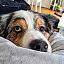 Missy a rejoint le concours — aidez-le/la à gagner de superbes lots ! dog, close_up, heterochromia, blue_eye, brown_eye, nose, fur, blanket, indoor, home, floor, chair, table, plant, cozy, pet, animal, curious, relaxed, portrait