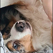 Missy a rejoint le concours — aidez-le/la à gagner de superbes lots ! dog, closeup, fluffy, fur, nose, eye, human_arm, watch, relaxed, lying_down, pet, companion, cozy, indoor, blanket, soft_texture, brown, white, black, curious