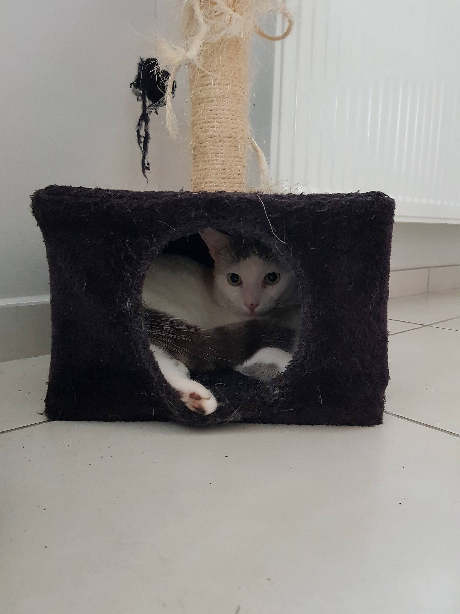 Nelson a rejoint le concours — aidez-le/la à gagner de superbes lots ! black_cat, carnivoran, cat, cat_like_mammal, fur, kitten, person, small_to_medium_sized_cats, whiskers, wood