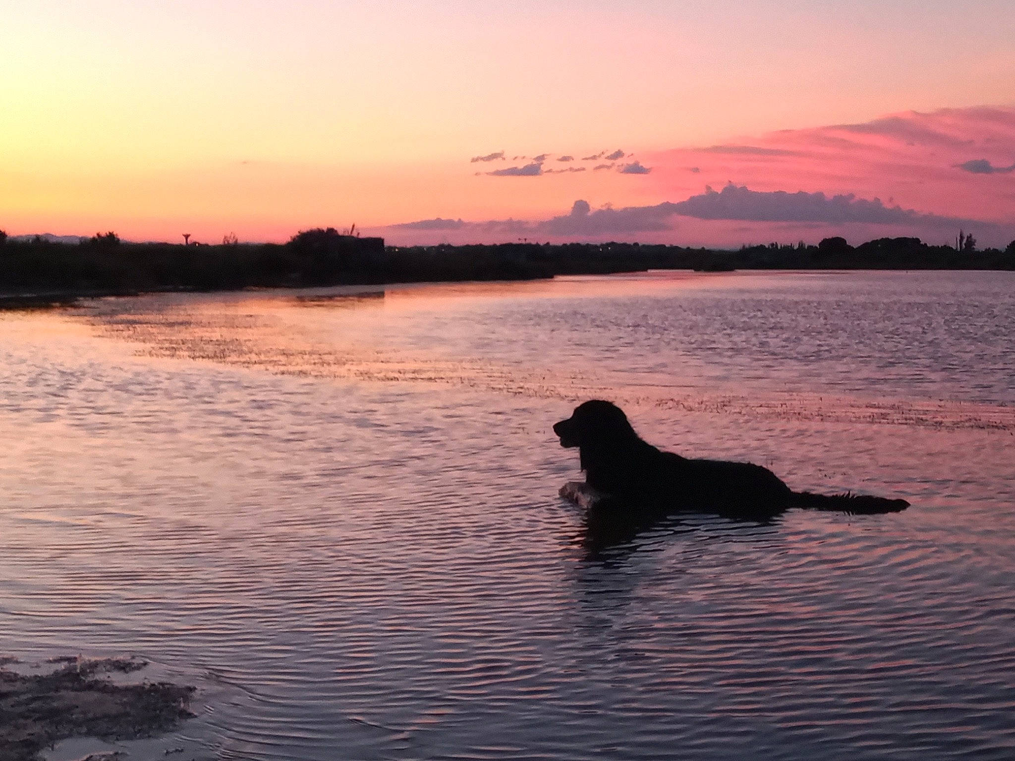 Oulka participe au concours pour gagner de l'argent avec cette photo : afterglow, atmosphere, atmospheric_phenomenon, bank, beach, carnivore, cloud, dog, dog_breed, dusk, horizon, lake, landscape, sky, sunlight, sunrise, sunset, tree, water, water_resources