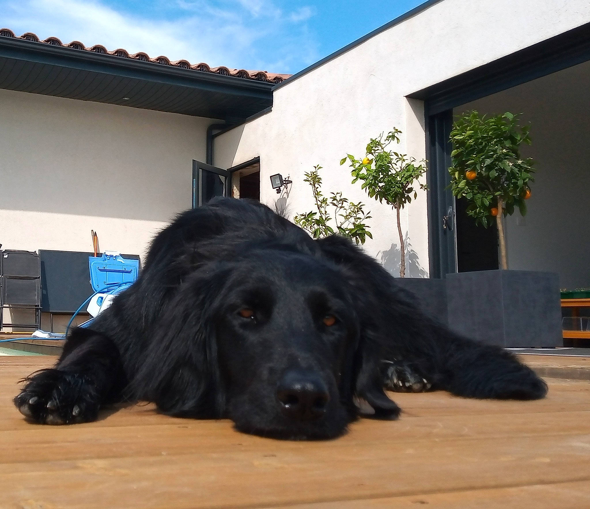 Oulka a rejoint le concours — aidez-le/la à gagner de superbes lots ! building, carnivore, chair, cloud, companion_dog, dog, dog_breed, door, flooring, flowerpot, grass, gun_dog, hardwood, plant, retriever, sky, snout, sporting_group, window, wood