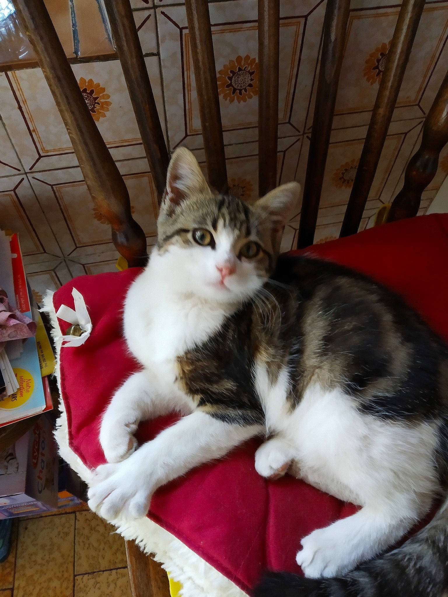 Emma a rejoint le concours — aidez-le/la à gagner de superbes lots ! aegean_cat, american_wirehair, asian, carnivore, cat, domestic_short_haired_cat, european_shorthair, felidae, mammal, polydactyl_cat, small_to_medium_sized_cats, tail, whiskers