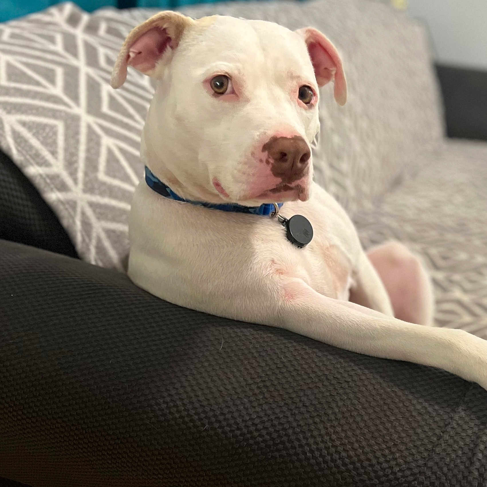 Casper joined the competition — help win amazing prizes! animal, blanket, boxer, bulldog, canine, couch, cushion, dog, dogbed, furniture, homedecor, pet, pitbull, pointer, puppy, snout, whitedog