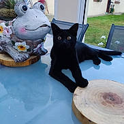 Mya a rejoint le concours — aidez-le/la à gagner de superbes lots ! black_cat, cat, animal, pet, glass_table, frog_pot, flower_pot, succulent, plant, garden, outdoor, grass, chair, wooden_slice, window, flower, decorative, relaxing, curious, backyard
