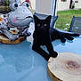 black_cat, cat, animal, pet, glass_table, frog_pot, flower_pot, succulent, plant, garden, outdoor, grass, chair, wooden_slice, window, flower, decorative, relaxing, curious, backyard