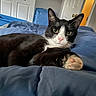 Frank is registered to the contest to win money with this photo: cat, tuxedo_cat, paw, bedroom, comforter, blue, indoor, pet, feline, fur, whiskers, nose, door, relaxing, closeup, animal, cute, lying_down, domestic_cat, cozy