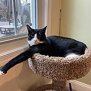 Frank joined the competition — help win amazing prizes! cat, black_and_white_cat, cat_tree, window, indoor, pet, feline, paw, stretching, carpet, toy, feather_toy, relaxed, resting, sunlight, green_wall, home, cozy, animal, domestic