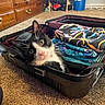 Frank joined the competition — help win amazing prizes! cat, black_and_white_cat, suitcase, clothes, folded_clothes, carpet, indoor, pet, curious, feline, packing, travel, room, drawer, wooden_furniture, colorful, relaxed, looking, whiskers, domestic_animal