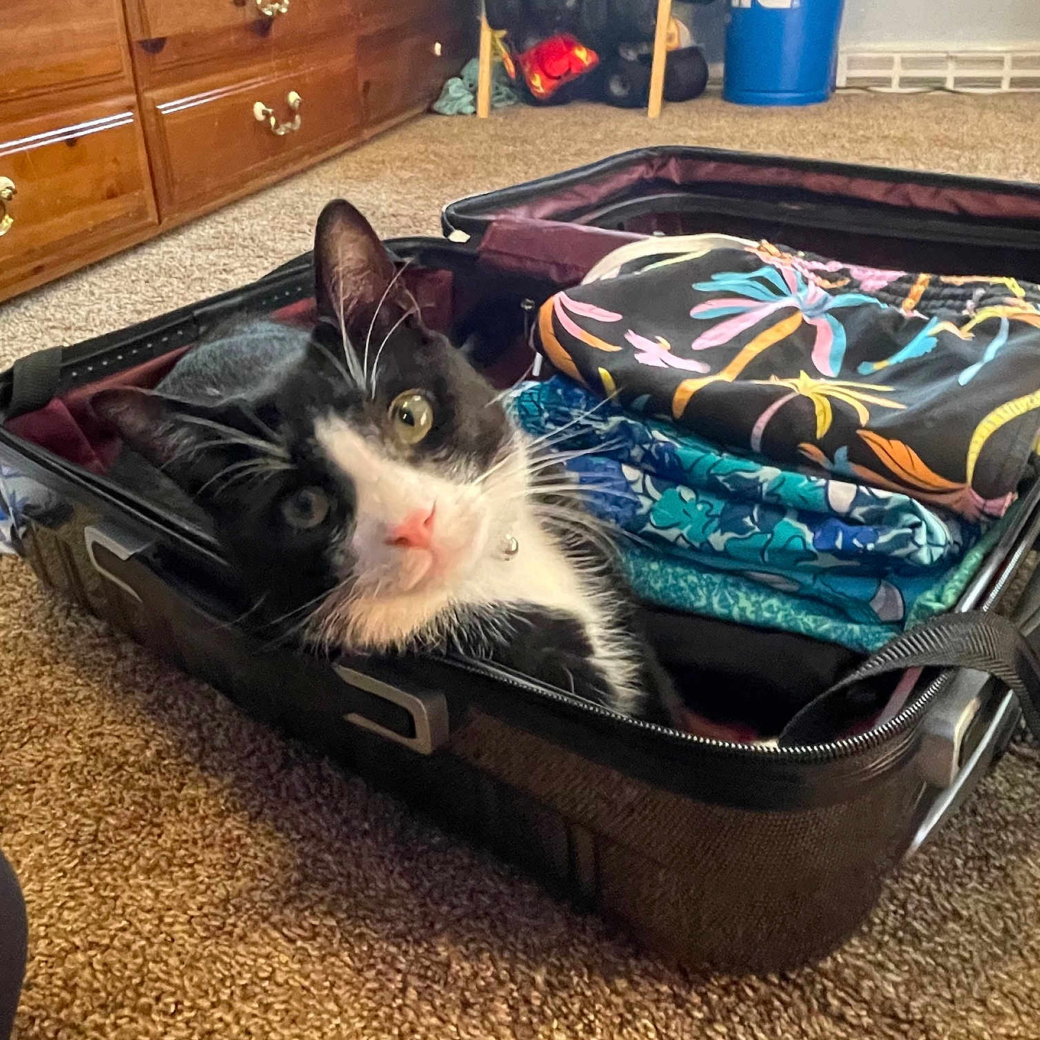 Frank joined the competition — help win amazing prizes! cat, black_and_white_cat, suitcase, clothes, folded_clothes, carpet, indoor, pet, curious, feline, packing, travel, room, drawer, wooden_furniture, colorful, relaxed, looking, whiskers, domestic_animal
