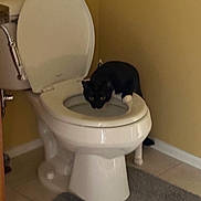 Barbie joined the competition — help win amazing prizes! cat, toilet, bathroom, black_cat, white_paw, drinking, pet, tile_floor, bathroom_rug, toilet_seat, flower_vase, indoor, animal, curious, feline, home, corner, wall, plumbing, mischievous