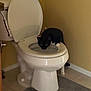 cat, toilet, bathroom, black_cat, white_paw, drinking, pet, tile_floor, bathroom_rug, toilet_seat, flower_vase, indoor, animal, curious, feline, home, corner, wall, plumbing, mischievous