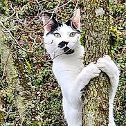 Luna is registered to the contest to win money with this photo: cat, animal, tree, nature, outdoor, moss, wildlife, black_and_white, curious, climbing, fur, whiskers, eyes, branches, trunk, forest, greenery, pet, mammal, alert