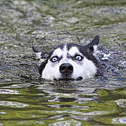Zéna a rejoint le concours — aidez-le/la à gagner de superbes lots ! dog, husky, water, swimming, outdoor, animal, pet, river, nature, blue_eyes, face, head, fur, wet, expression, canine, mammal, motion, splash, closeup