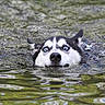dog, husky, water, swimming, outdoor, animal, pet, river, nature, blue_eyes, face, head, fur, wet, expression, canine, mammal, motion, splash, closeup