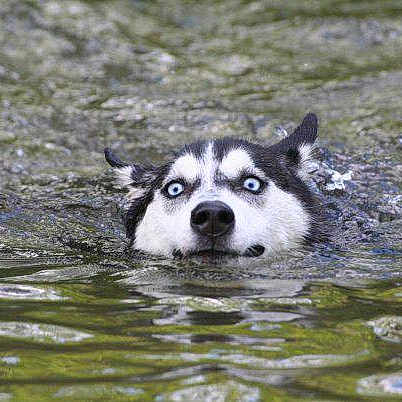 Zéna a rejoint le concours — aidez-le/la à gagner de superbes lots ! dog, husky, water, swimming, outdoor, animal, pet, river, nature, blue_eyes, face, head, fur, wet, expression, canine, mammal, motion, splash, closeup