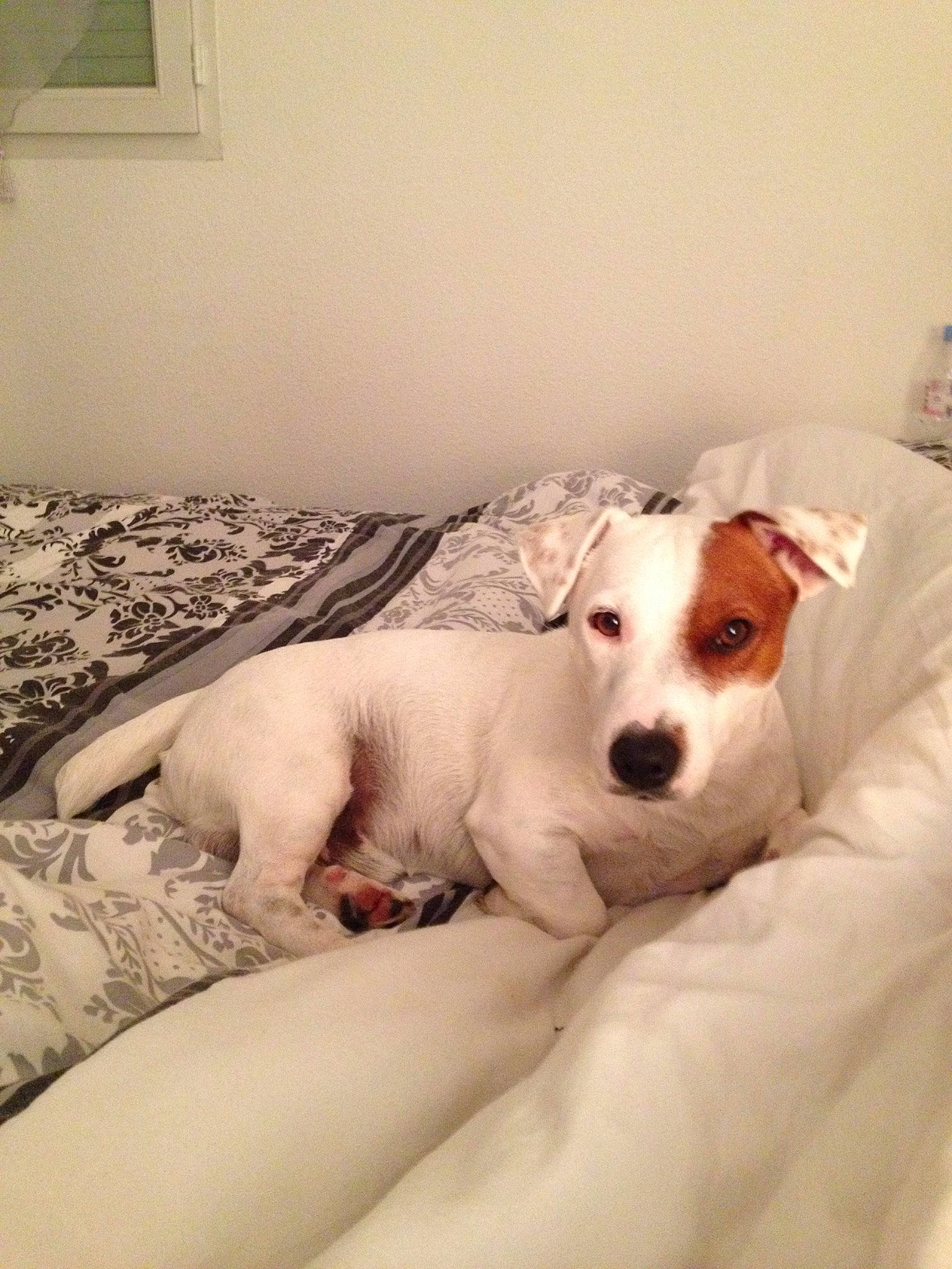 Ippy participe au concours pour gagner de l'argent avec cette photo : canidae, carnivore, companion_dog, dog, dog_breed, jack_russell_terrier, mammal, parson_russell_terrier, puppy, puppy_love, rare_breed_dog, russell_terrier, snout, sporting_group, vertebrate