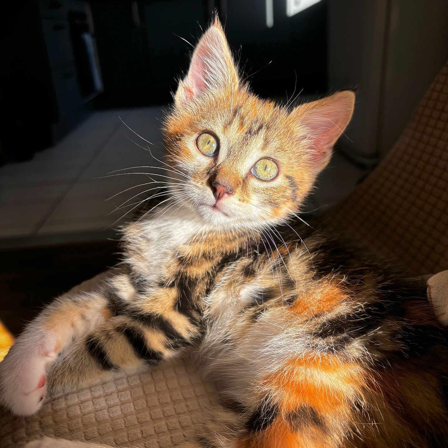 Noisette participe au concours pour gagner de l'argent avec cette photo : abyssinian, animal, architecture, armchair, building, cat, chair, couch, furniture, hardwood, indoors, kitten, livingroom, manx, pet, room, wood