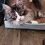 cardboard_box, cat, curious_eyes, cute, domestic_cat, ears, feline, floor, fluffy, indoor, long_hair, pet, pink_nose, relaxed, resting, scratch_box, tabby, whiskers, white_paws, wooden_floor