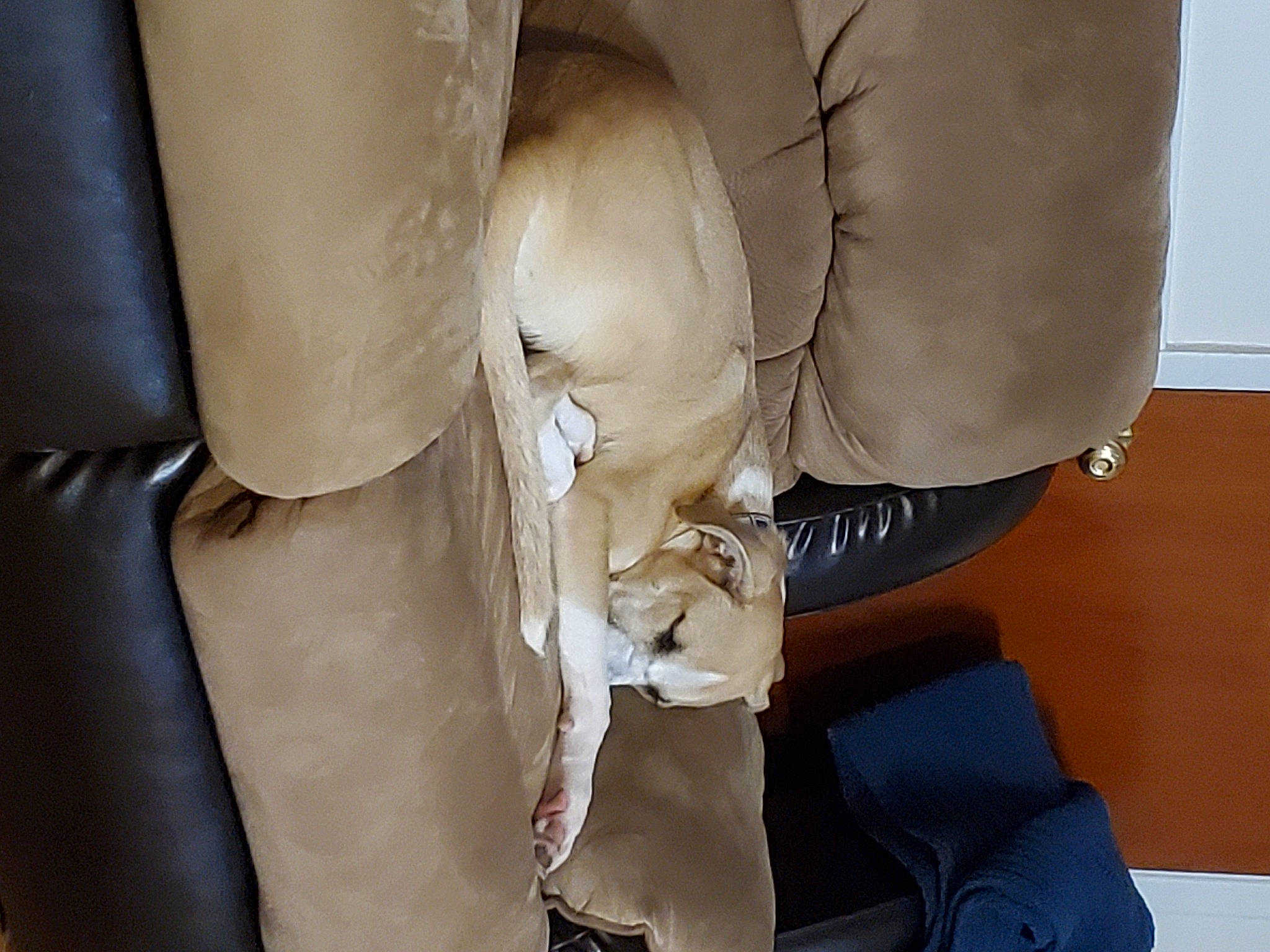 Remy joined the competition — help win amazing prizes! beige, bone, leather, skull, tan