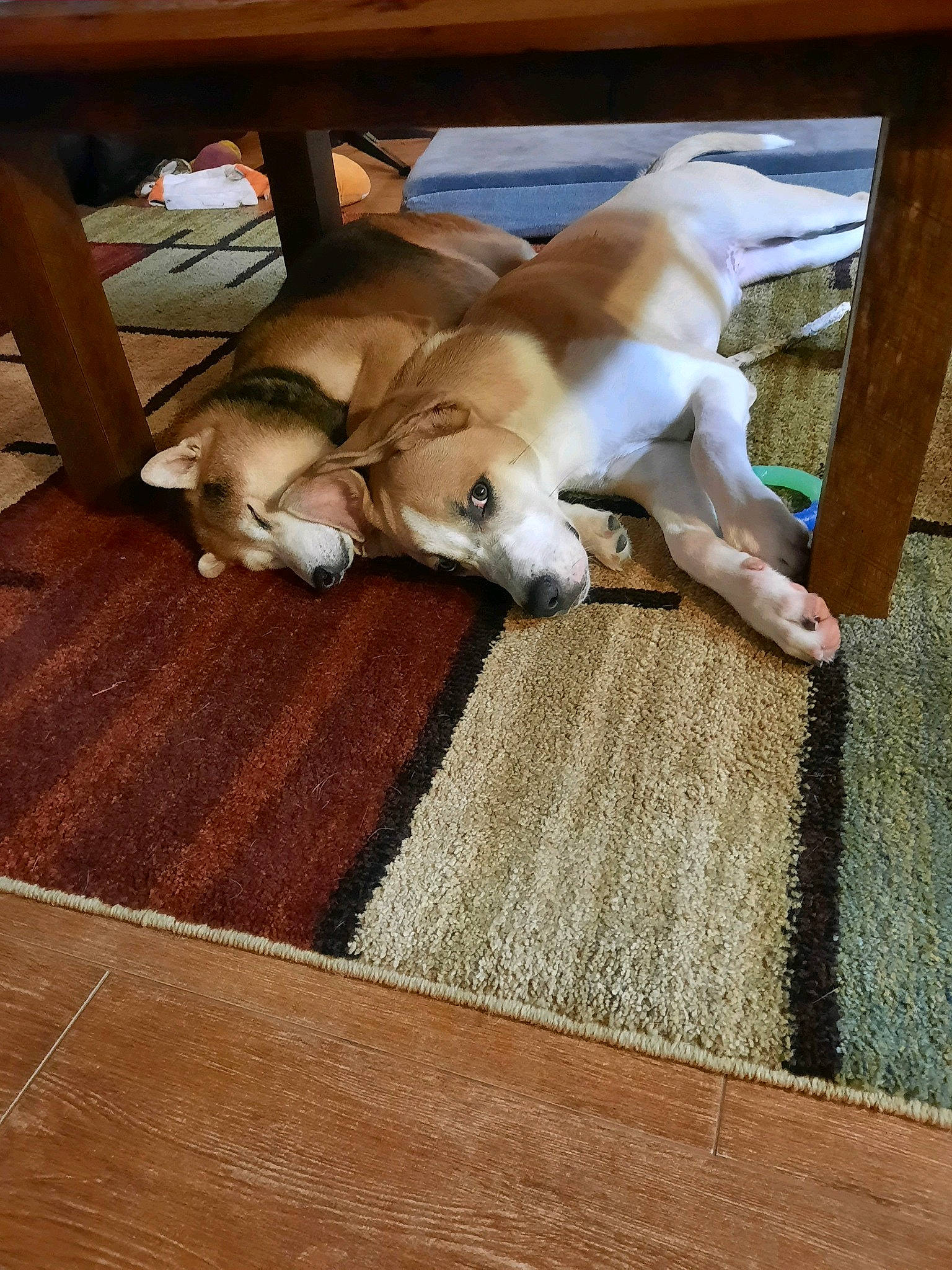 Remy is registered to the contest to win money with this photo: canidae, carnivore, companion_dog, dog, dog_breed, door_mat, fawn, floor, flooring, hardwood, home_accessories, laminate_flooring, mat, rug, snout, sporting_group, wood, wood_flooring, wood_stain, working_animal