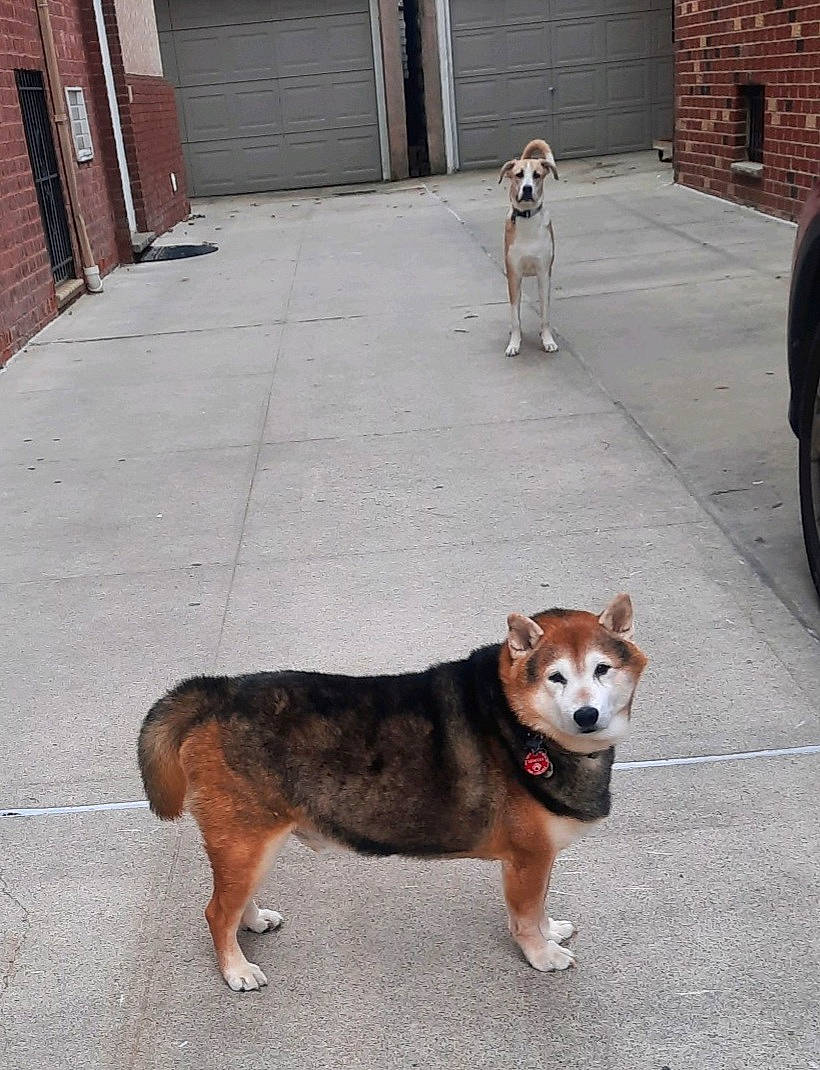 Ruger is registered to the contest to win money with this photo: alloy_wheel, brick, brickwork, carnivore, collar, companion_dog, concrete, dog, dog_breed, fawn, fender, leash, mammal, pet_supply, road_surface, sidewalk, snout, sporting_group, vertebrate, working_animal