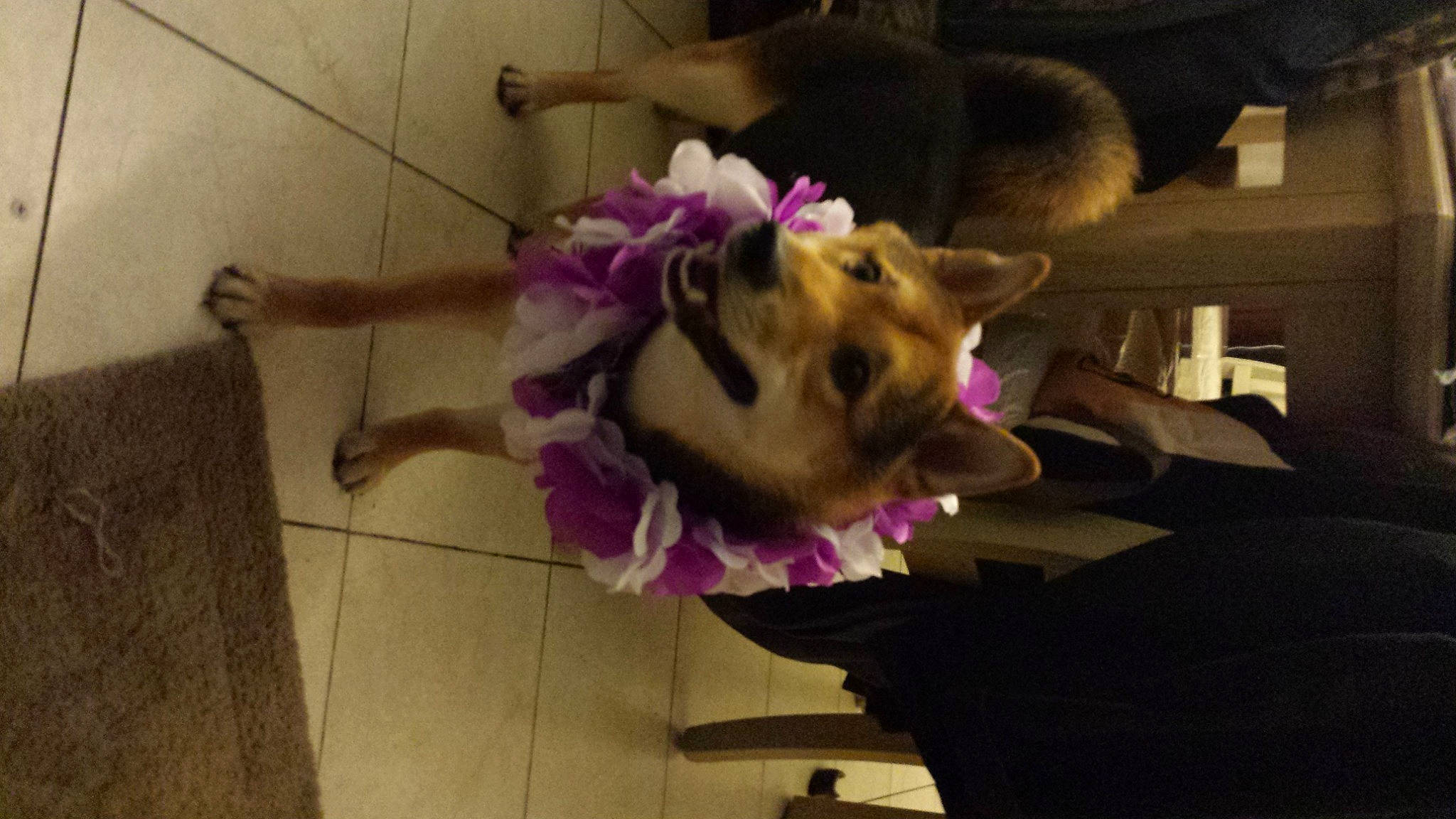 Ruger joined the competition — help win amazing prizes! animal_product, canidae, carnivore, companion_dog, dog, dog_breed, dog_clothes, dog_supply, floor, flooring, fur, natural_material, pet_supply, purple, snout, sporting_group, tile, vertebrate, violet, working_animal