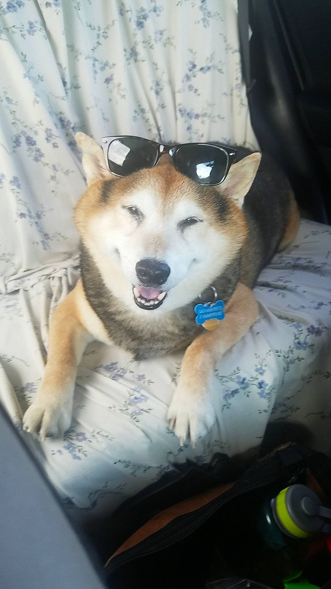 Ruger is registered to the contest to win money with this photo: canidae, carnivore, collar, companion_dog, dog, dog_breed, dog_collar, dog_supply, herding_dog, pet_supply, snout, sporting_group, tongue, vertebrate, working_animal, working_dog