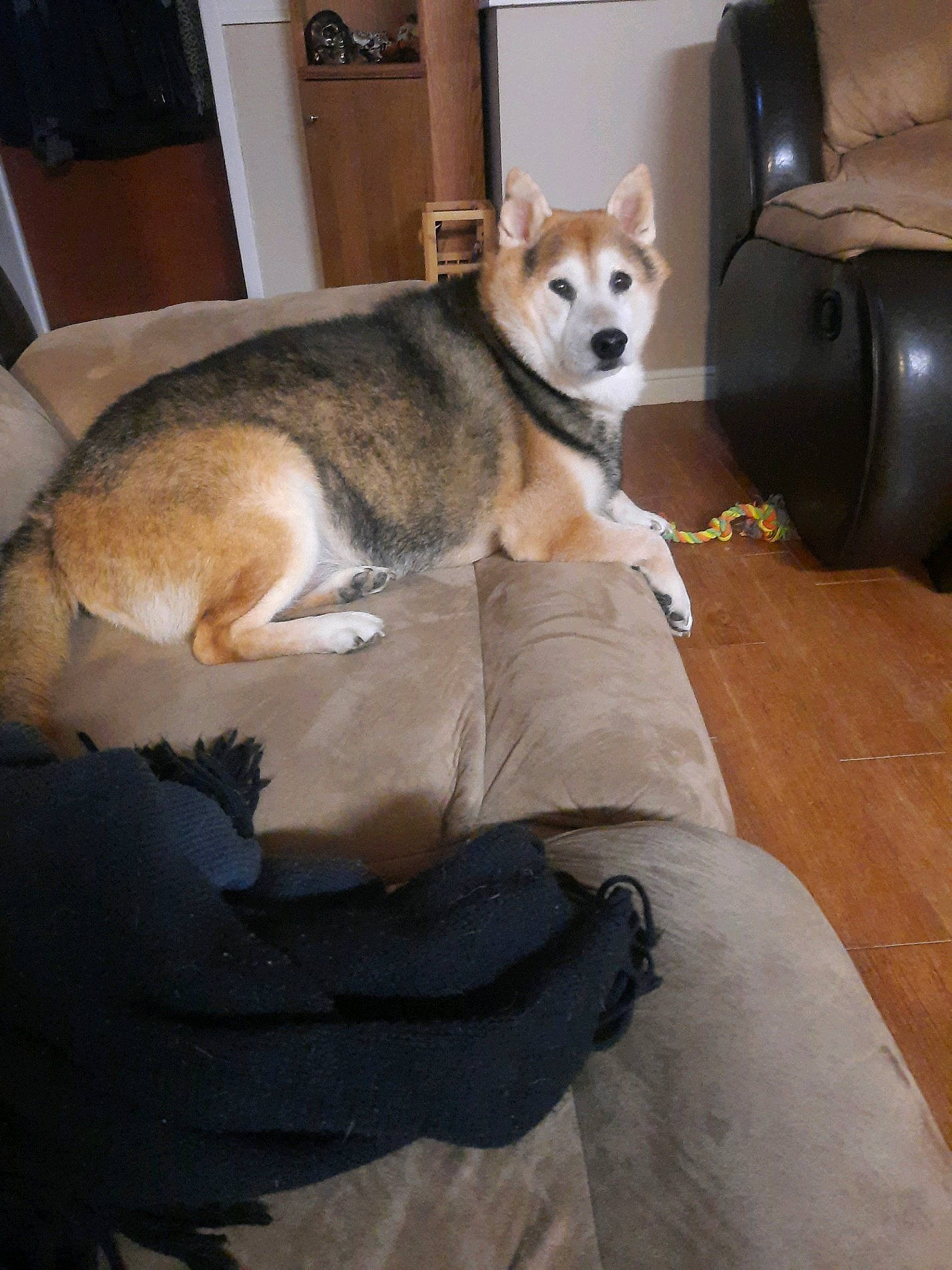 Ruger joined the competition — help win amazing prizes! canidae, carnivore, club_chair, comfort, companion_dog, dog, dog_breed, dog_supply, linens, pet_supply, working_animal, working_dog