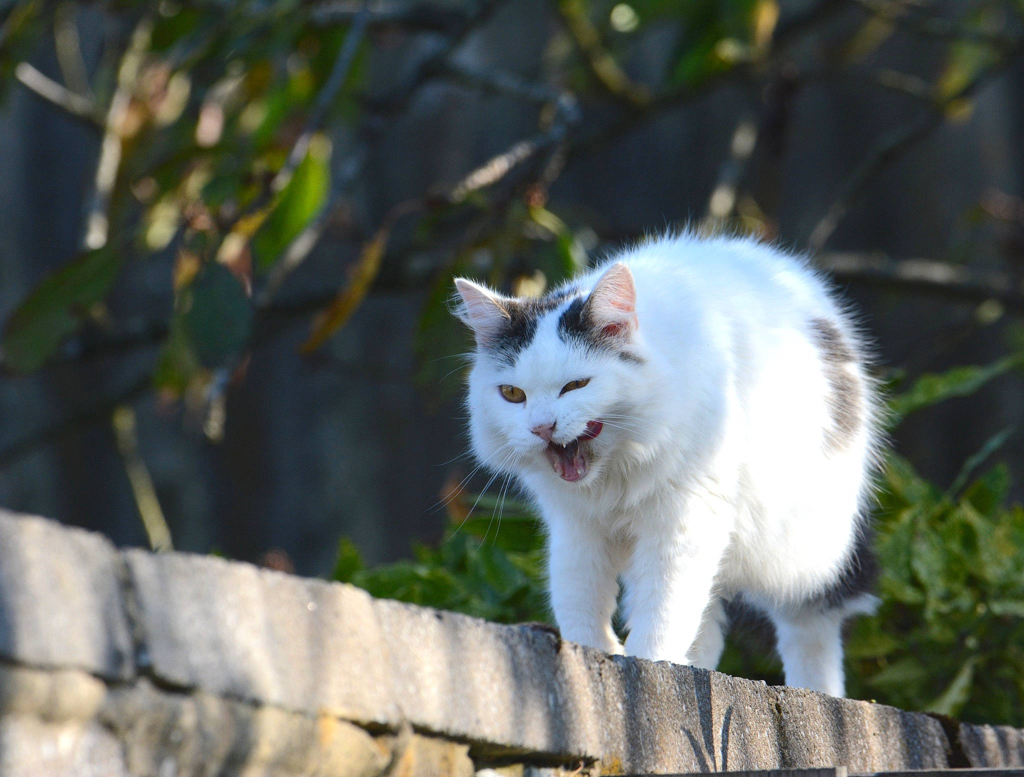 Chipie a rejoint le concours — aidez-le/la à gagner de superbes lots ! carnivore, cat, domestic_short_haired_cat, eye, felidae, fur, grass, plant, small_to_medium_sized_cats, snout, tail, terrestrial_animal, tree, twig, whiskers, wildlife, wood