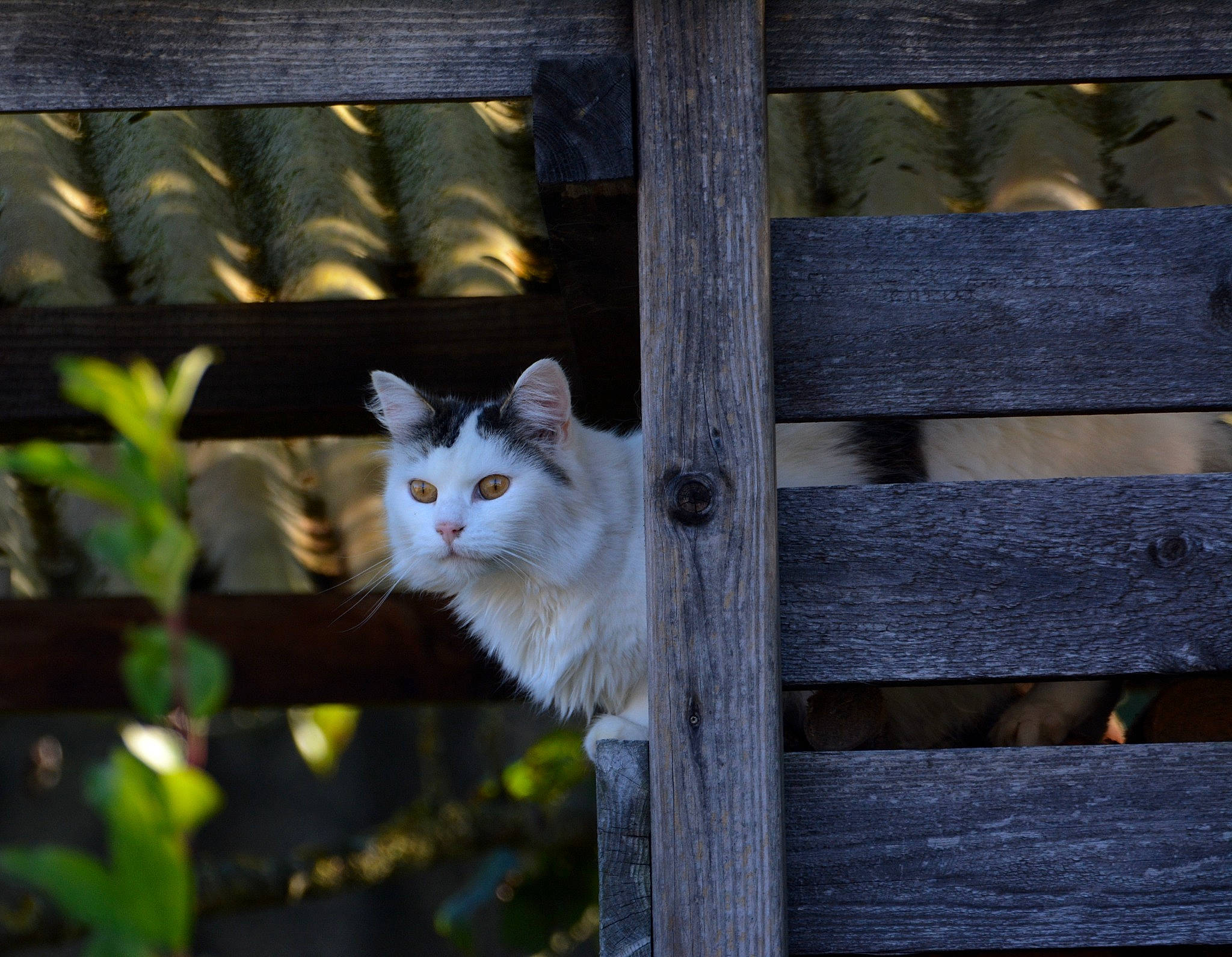 Chipie participe au concours pour gagner de l'argent avec cette photo : carnivore, cat, domestic_short_haired_cat, fawn, felidae, fence, fur, grass, grey, home_fencing, mesh, plant, small_to_medium_sized_cats, snout, tail, tree, whiskers, wildlife, window, wood