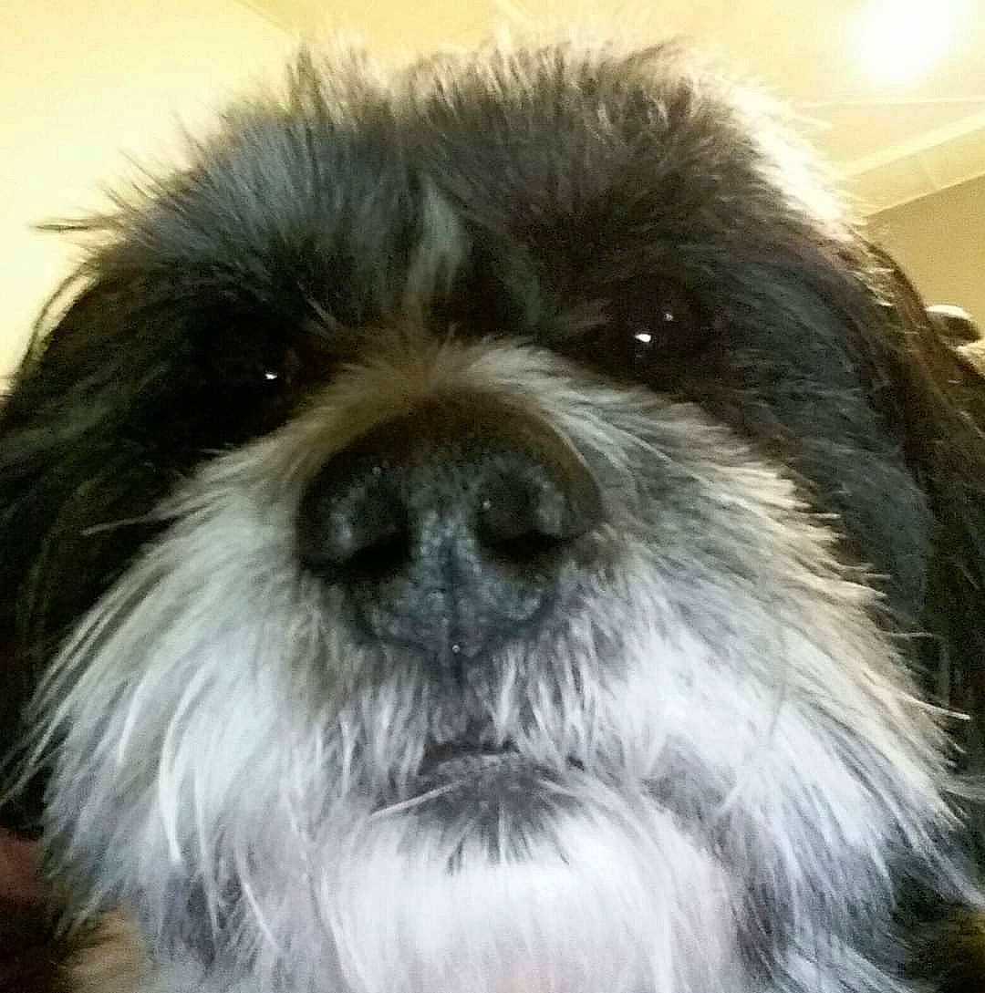 Gismo participe au concours pour gagner de l'argent avec cette photo : ancient_dog_breeds, canidae, carnivore, companion_dog, dog, dog_breed, fur, liver, mal_shi, maltepoo, non_sporting_group, shih_poo, shih_tzu, small_terrier, snout, sporting_group, terrestrial_animal, terrier, toy_dog, working_animal