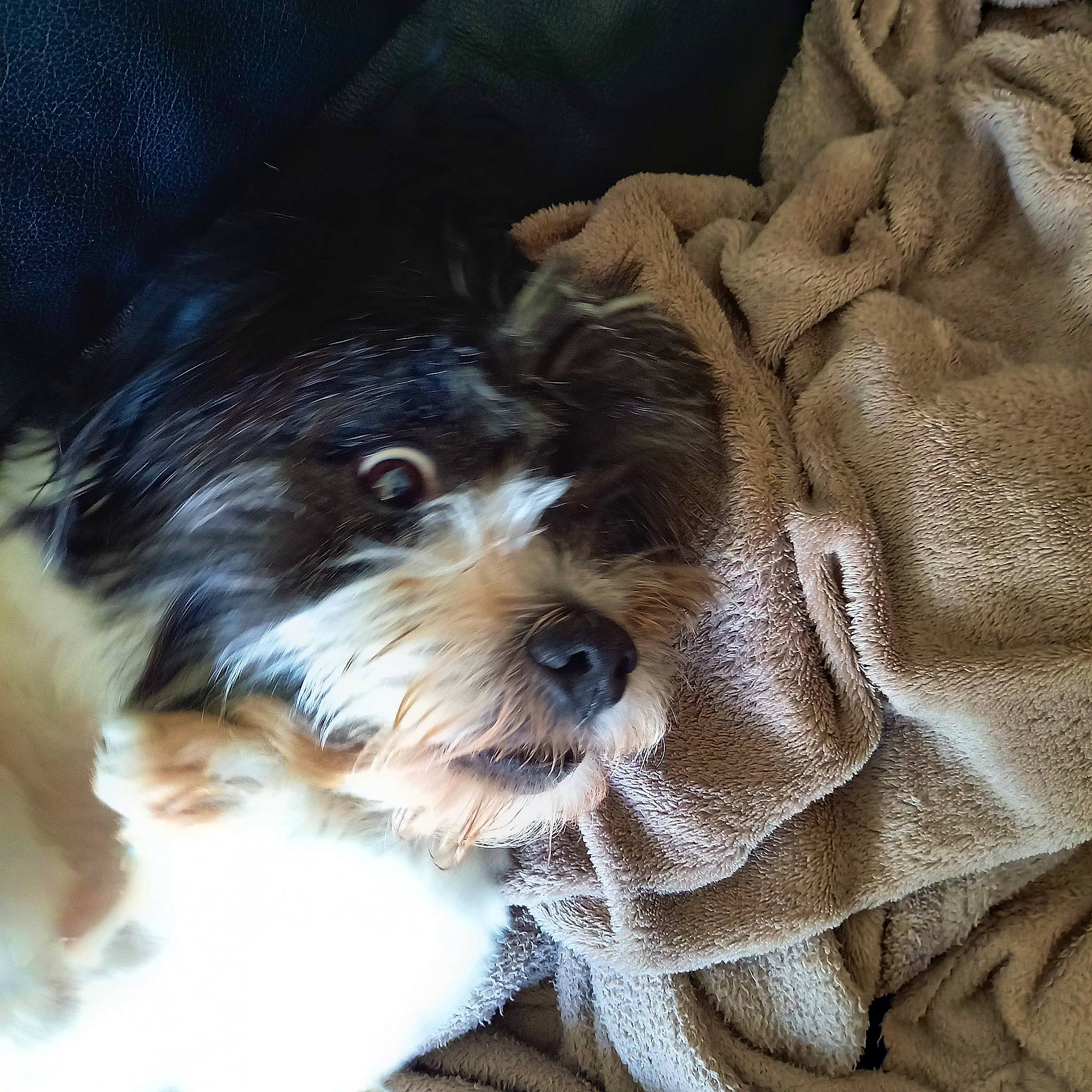 Gismo participe au concours pour gagner de l'argent avec cette photo : biewer_terrier, canidae, carnivore, companion_dog, dog, dog_breed, fur, liver, non_sporting_group, pattern, puppy, shih_poo, small_terrier, snout, sporting_group, terrestrial_animal, terrier, toy_dog, water_dog, working_animal