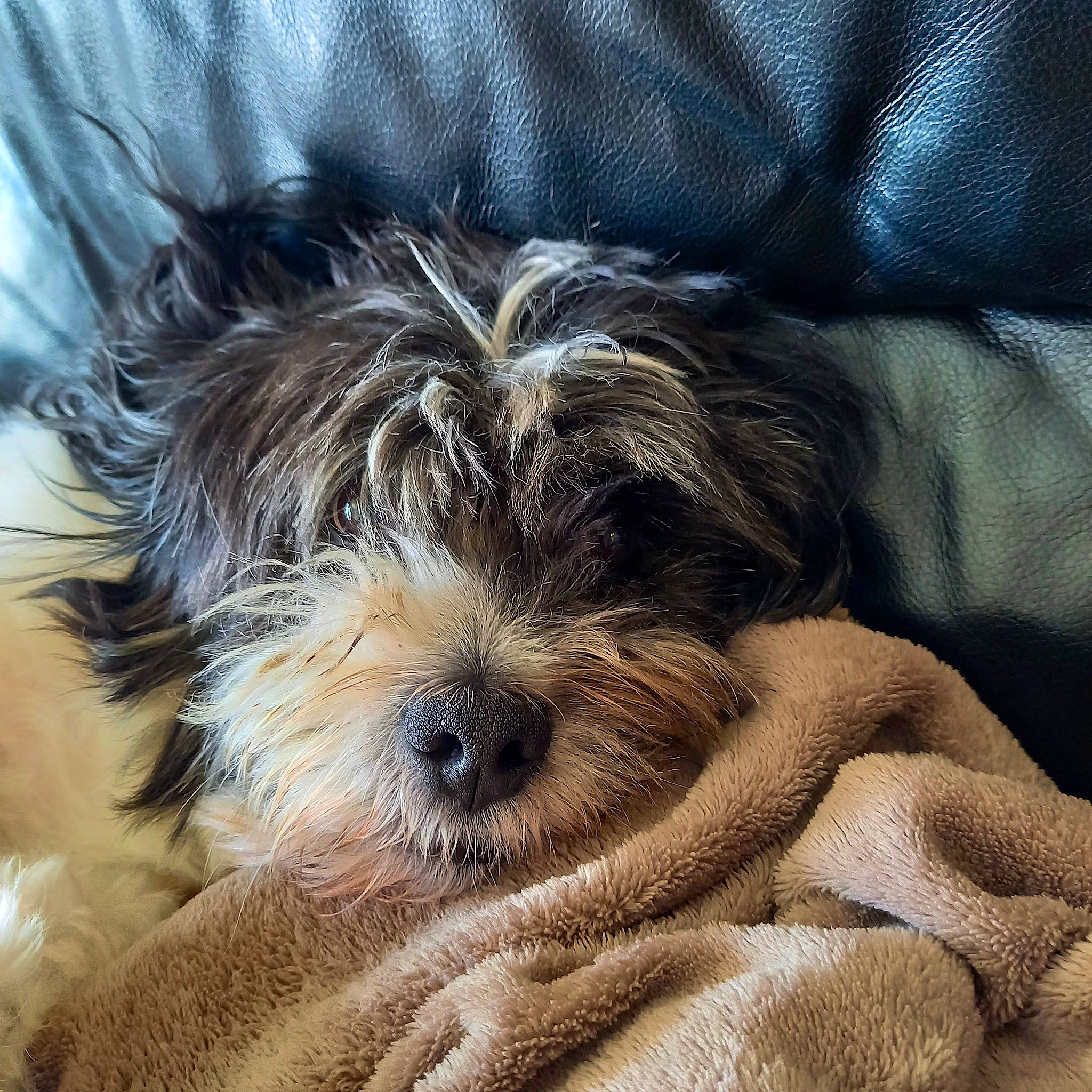 Gismo participe au concours pour gagner de l'argent avec cette photo : canidae, carnivore, cockapoo, comfort, companion_dog, dog, dog_breed, fur, liver, nap, poodle_crossbreed, puppy, puppy_love, shih_poo, small_terrier, sporting_group, terrier, toy_dog, water_dog, working_animal