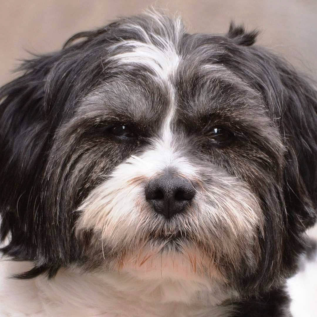 Gismo participe au concours pour gagner de l'argent avec cette photo : biewer_terrier, canidae, carnivore, companion_dog, dog, dog_breed, fur, liver, maltepoo, non_sporting_group, puppy, shih_poo, small_terrier, snout, sporting_group, terrestrial_animal, terrier, toy_dog, water_dog, working_animal