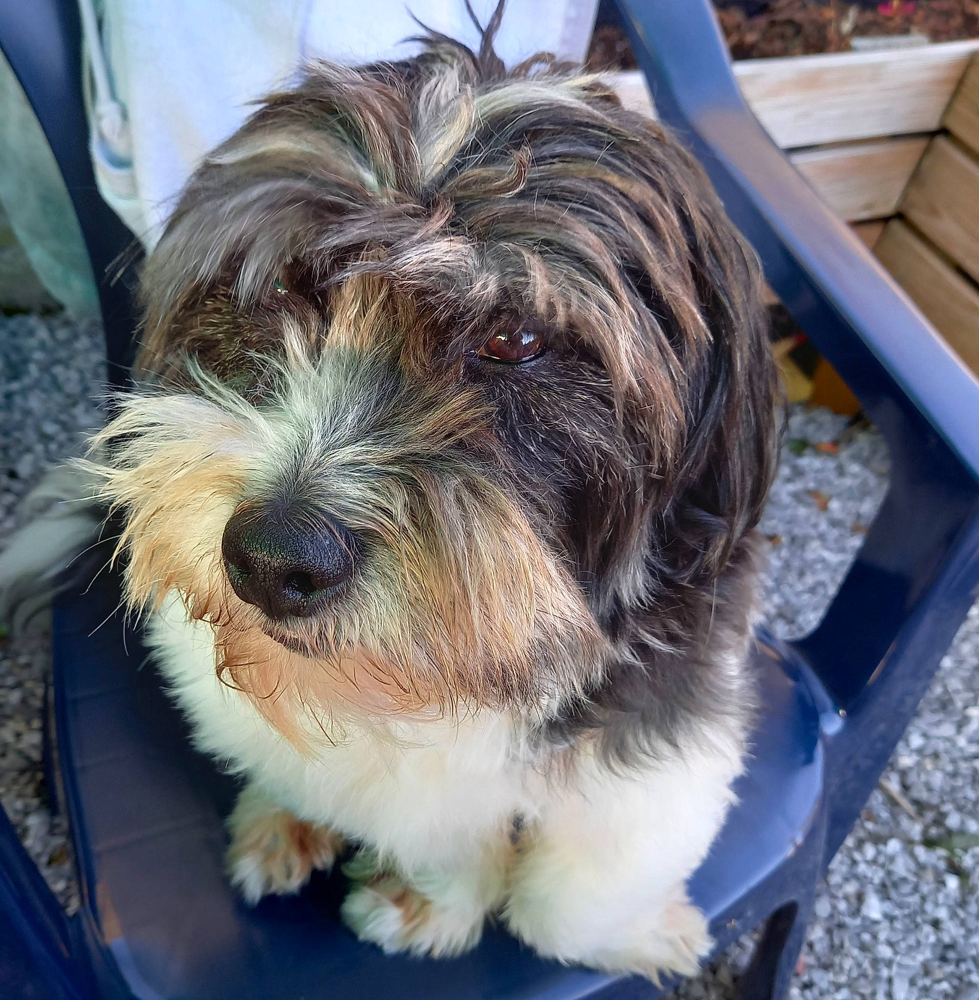 Gismo a rejoint le concours — aidez-le/la à gagner de superbes lots ! biewer_terrier, canidae, carnivore, companion_dog, dog, dog_breed, fur, liver, maltepoo, poodle_crossbreed, puppy, shih_poo, small_terrier, snout, sporting_group, terrier, toy_dog, water_dog, working_animal, yorkipoo