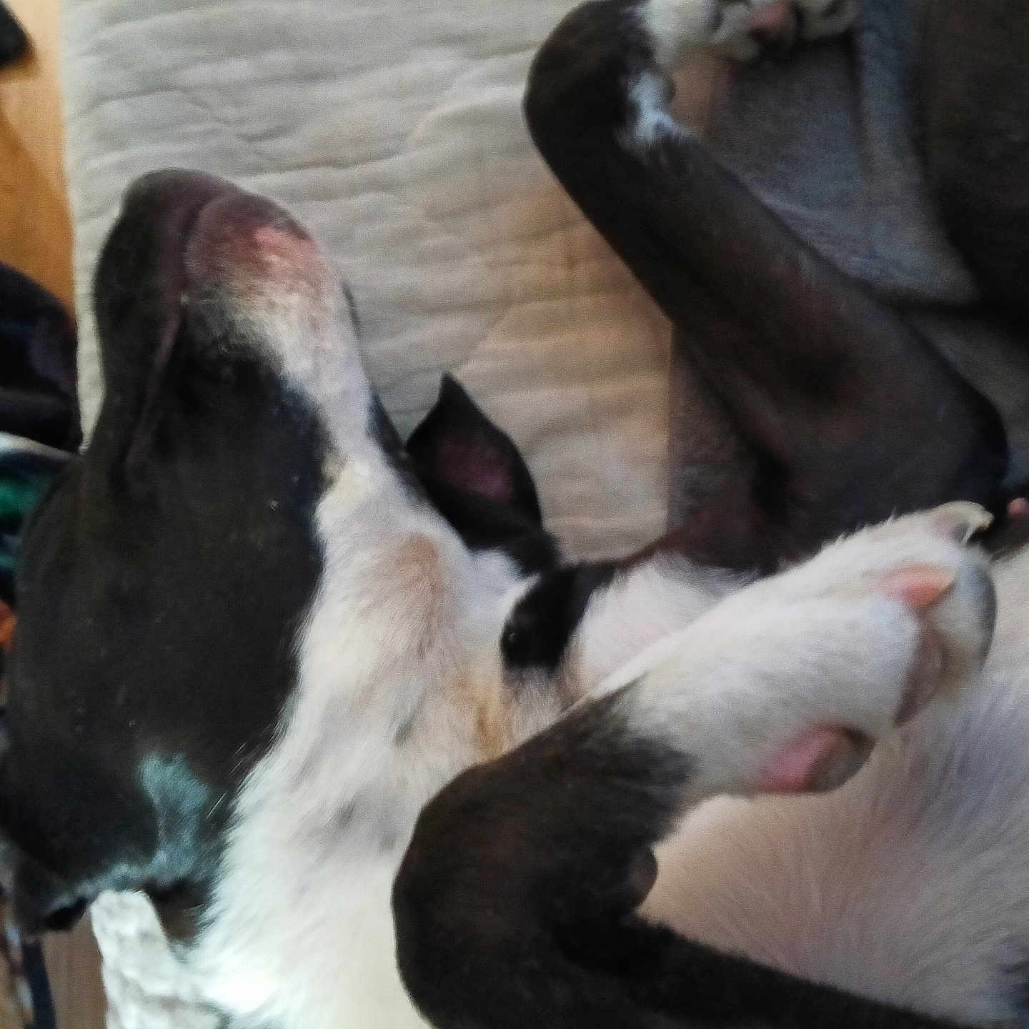 Oreo joined the competition — help win amazing prizes! animal, bed, black_and_white, blanket, canine, close_up, comfort, cozy, dog, fur, indoor, lying_down, nap, paws, pet, quiet, relaxed, resting, sleeping, soft