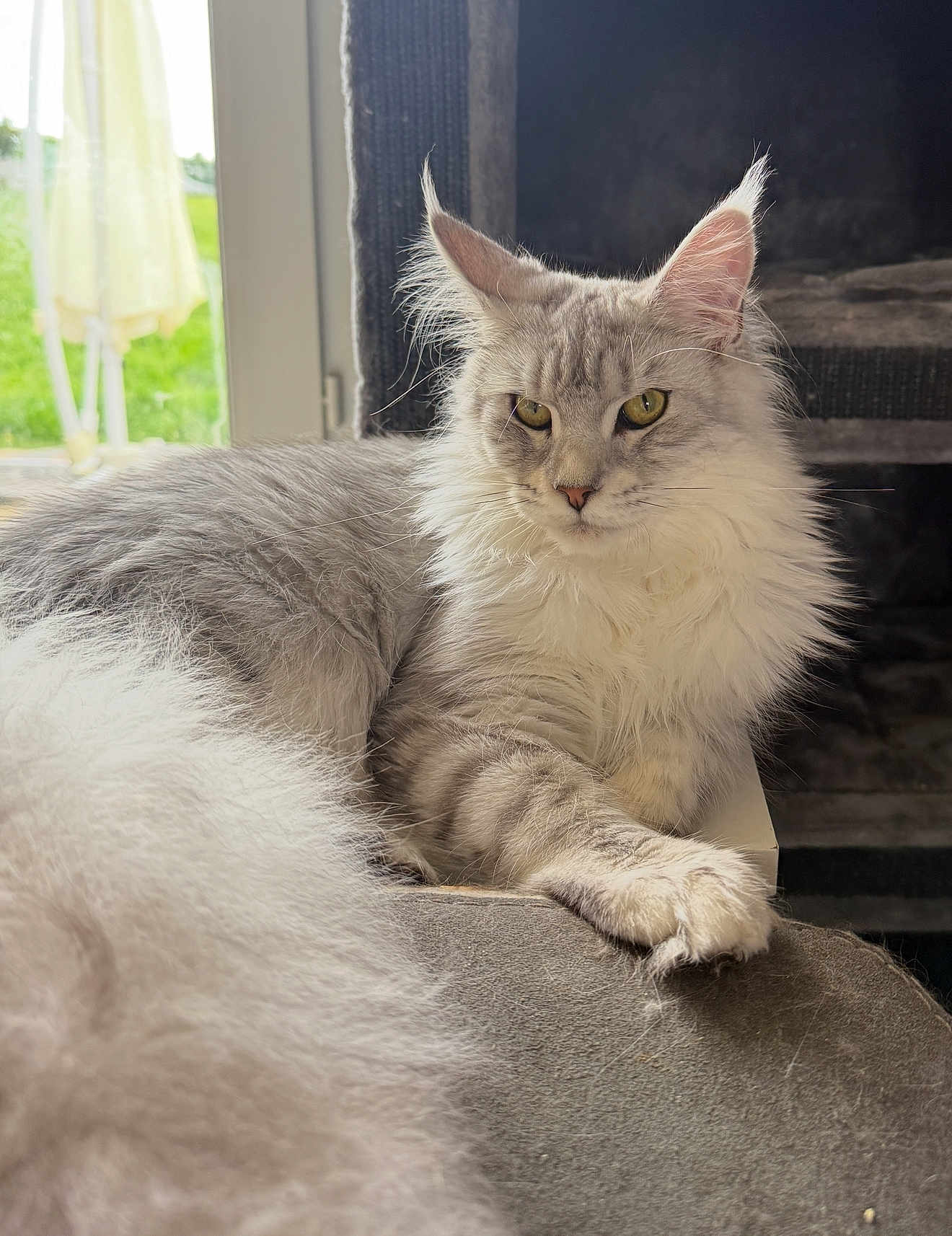 Xena a rejoint le concours — aidez-le/la à gagner de superbes lots ! cat, fluffy, gray, white, feline, pet, indoor, window, natural_light, relaxing, perch, yellow_eyes, long_fur, paw, face, ears, whiskers, closeup, portrait, home