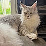 Xena participe au concours pour gagner de l'argent avec cette photo : cat, fluffy, gray, white, feline, pet, indoor, window, natural_light, relaxing, perch, yellow_eyes, long_fur, paw, face, ears, whiskers, closeup, portrait, home