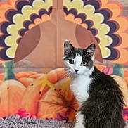 Jasmine Jade is registered to the contest to win money with this photo: cat, black_and_white, animal, pet, indoor, rug, turkey, cartoon, background, pumpkins, autumn, fall, decor, leaf, cute, sitting, portrait, feline, curious, cozy