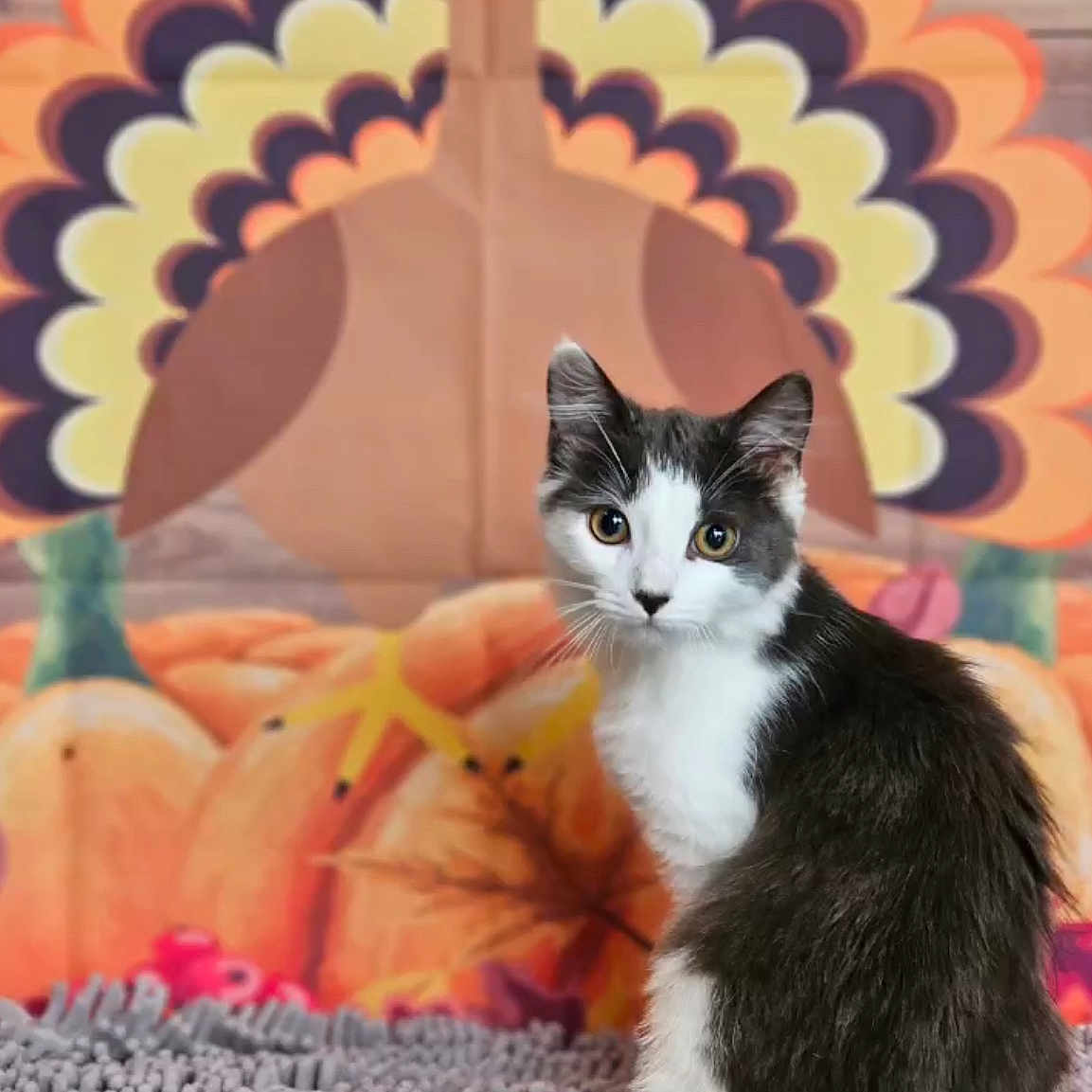 Jasmine Jade is registered to the contest to win money with this photo: animal, autumn, background, black_and_white, cartoon, cat, cozy, curious, cute, decor, fall, feline, indoor, leaf, pet, portrait, pumpkins, rug, sitting, turkey