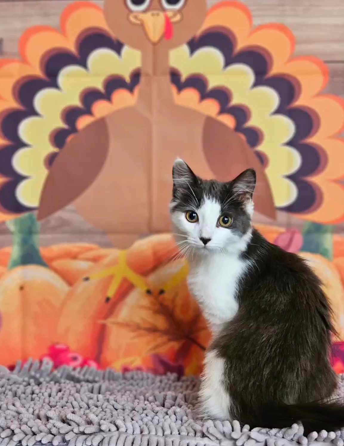 Jasmine Jade is registered to the contest to win money with this photo: cat, black_and_white, animal, pet, indoor, rug, turkey, cartoon, background, pumpkins, autumn, fall, decor, leaf, cute, sitting, portrait, feline, curious, cozy