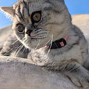 Iris participe au concours pour gagner de l'argent avec cette photo : cat, kitten, gray_tabby, close_up, collar, whiskers, outdoor, sunlight, blue_sky, curious, pet, animal, feline, cute, young, soft_fur, portrait, relaxed, daylight, nature