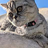 cat, kitten, gray_tabby, close_up, collar, whiskers, outdoor, sunlight, blue_sky, curious, pet, animal, feline, cute, young, soft_fur, portrait, relaxed, daylight, nature