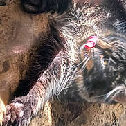 Basil joined the competition — help win amazing prizes! canidae, carnivore, claw, dog_breed, domestic_pig, fang, felidae, foot, fur, livestock, organism, paw, primate, ratite, snout, soil, suidae, terrestrial_animal, whiskers, wildlife