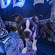 Rollo is registered to the contest to win money with this photo: black_and_white_fur, blanket, boston_terrier, close_up, couch, cozy, curious_expression, dog, fabric, fringe, indoor, light_bulb, living_room, patterned_textile, paw, pet, portrait, sofa, string_lights, wide_eyes