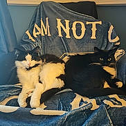 Crullea is registered to the contest to win money with this photo: animal, black_and_white, blanket, blue_wall, cat, chair, cozy, curious, domestic_cat, feline, fur, indoor, pets, relaxed, resting, soft_lighting, tuxedo_cat, two_cats, whiskers, window_curtain