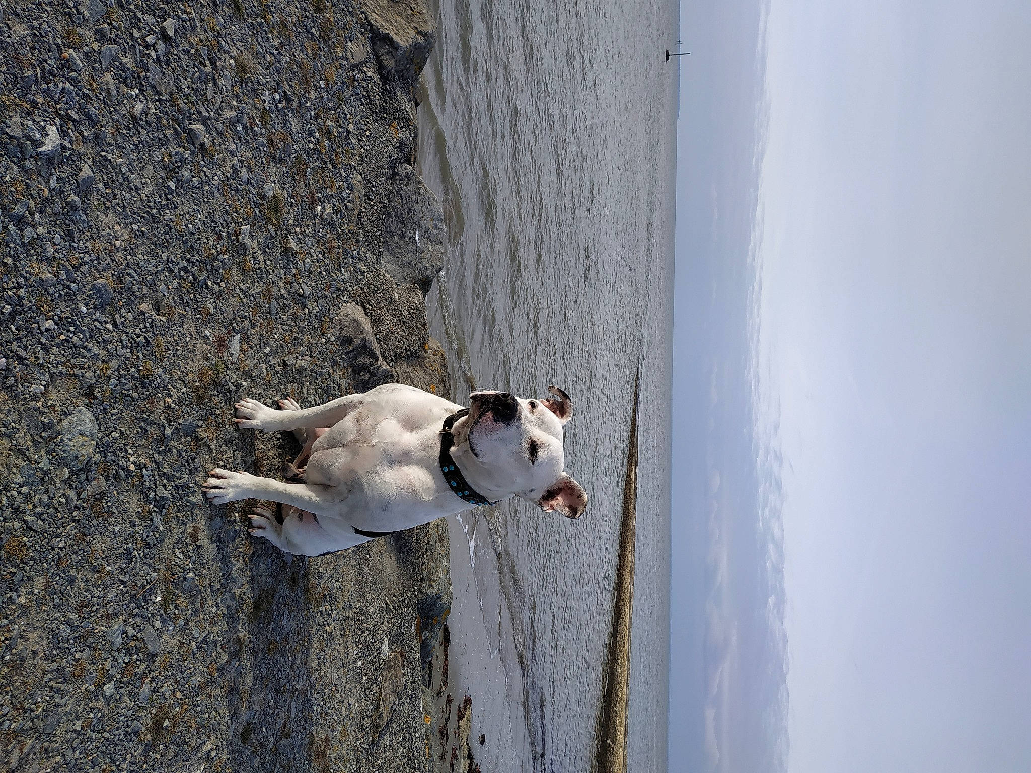 Shadow participe au concours pour gagner de l'argent avec cette photo : adventure, beach, canidae, carnivore, collar, companion_dog, dog, dog_breed, dog_collar, fawn, lake, leash, non_sporting_group, pet_supply, sky, snout, sporting_group, water, wood