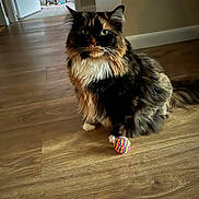 Rosie joined the competition — help win amazing prizes! cat, calico, indoor, wooden_floor, toy, colorful_ball, pet, feline, fur, green_eyes, sitting, domestic_animal, closeup, cozy, home, animal, playful, whiskers, flooring, relaxed