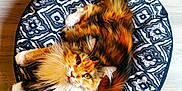 Rebelle participe au concours pour gagner de l'argent avec cette photo : cat, calico, fluffy, pet, animal, cushion, patterned, floor, wooden_floor, indoor, looking_up, fur, whiskers, tail, relaxed, cute, domestic_animal, feline, resting, house_pet