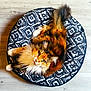cat, calico, fluffy, pet, animal, cushion, patterned, floor, wooden_floor, indoor, looking_up, fur, whiskers, tail, relaxed, cute, domestic_animal, feline, resting, house_pet